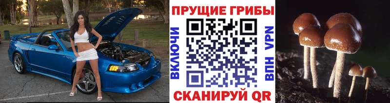 Псилоцибиновые грибы Psilocybine cubensis Чебаркуль